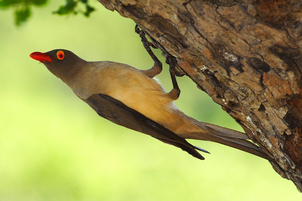 Red-billed Oxpecker