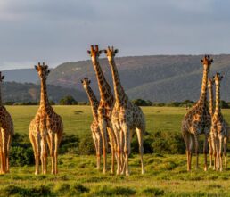 TowerGiraffe_Dieter