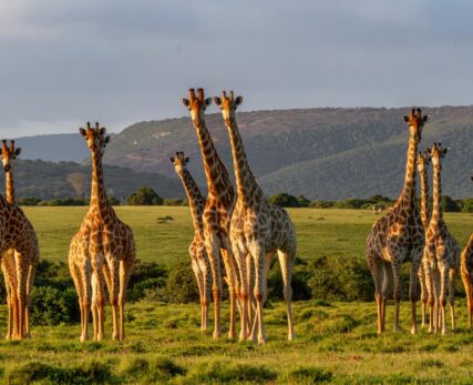 TowerGiraffe_Dieter