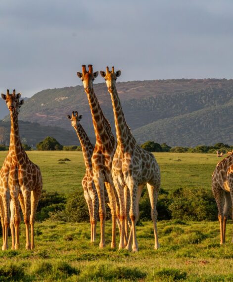 TowerGiraffe_Dieter