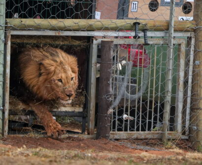 Tsar being released © Lyndon Brandt