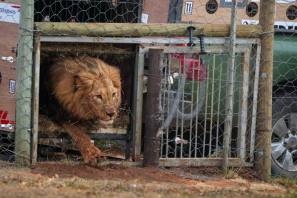 Tsar being released © Lyndon Brandt