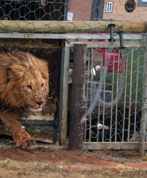 Tsar being released © Lyndon Brandt