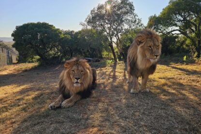 Tsar(left) and Jamil(right)