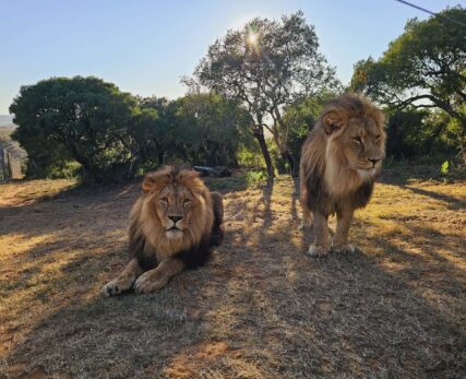 Born Free Sanctuary Experience