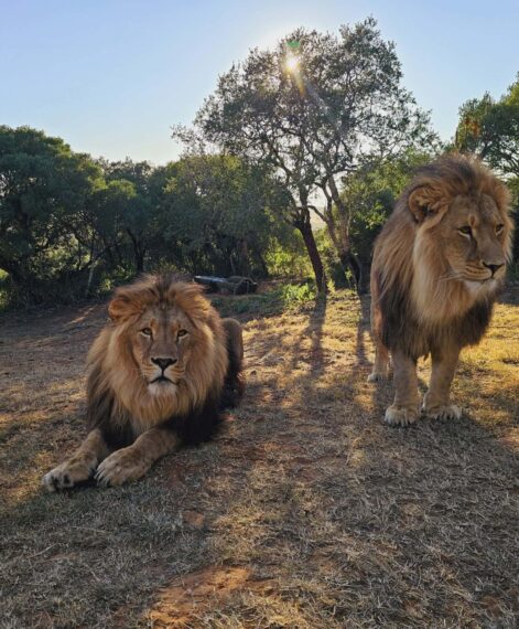 Tsar(left) and Jamil(right)