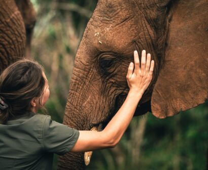 WRC_ELEPHANTS_1