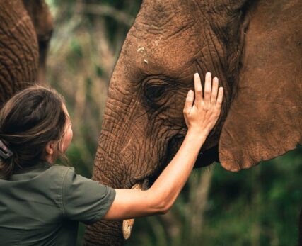 SHAMWARI WILDLIFE REHABILITATION CENTRE