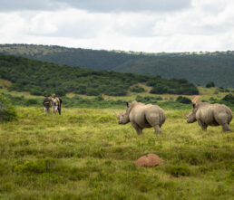 Walking-with-2-white-rhino-1