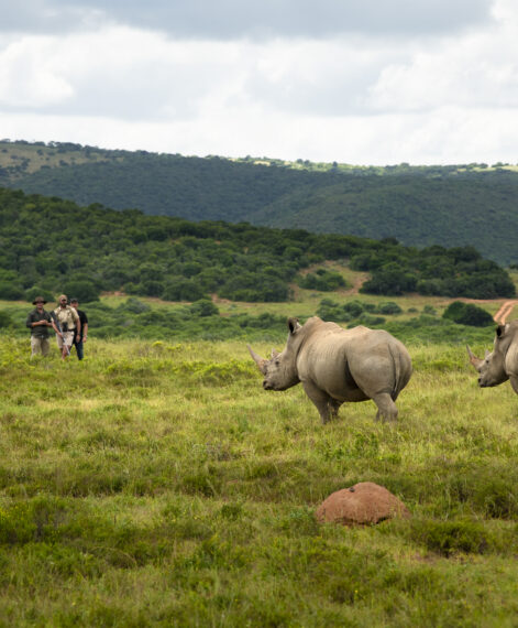 Walking-with-2-white-rhino-1