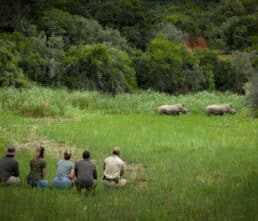Walking-with-rhino-1