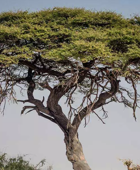 8 impressive South African trees you must see