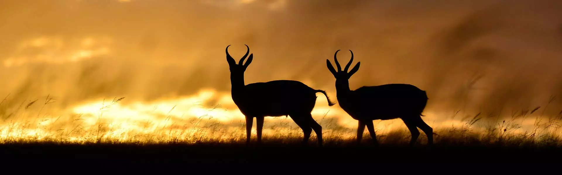 Safari animals