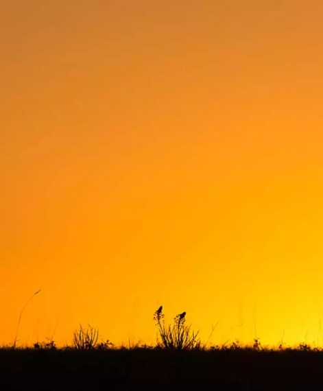 Wildlife photography