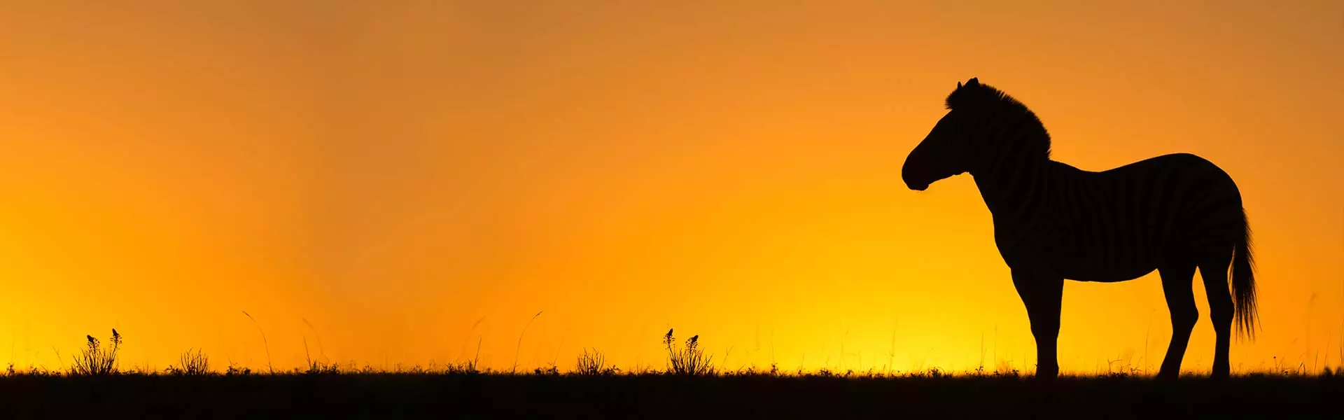 Wildlife photography