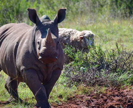 02_One-of-the-orphaned-rhino-calves-that-has-called-Shamwari-Wildlife-Rehabilitation-Centre-home