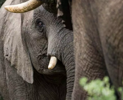 02_Shamwari_Wildlife_Photography