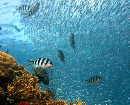 03_A-thriving-coral-reef-filled-with-various-marine-life