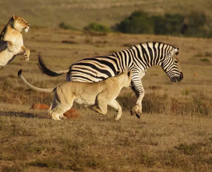 03_Shamwari_African-lions-hunting
