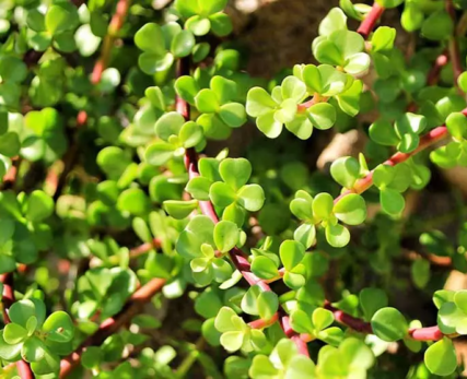 03_Shamwari_Green-succulent-leaves-of-a-spekboom-an-indigenous-tree-of-south-africa-1