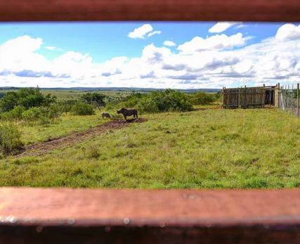 03_Shamwari_One-of-the-orphaned-rhino-calves-that-has-called-Shamwari-Wildlife-Rehabilitation-Centre-home