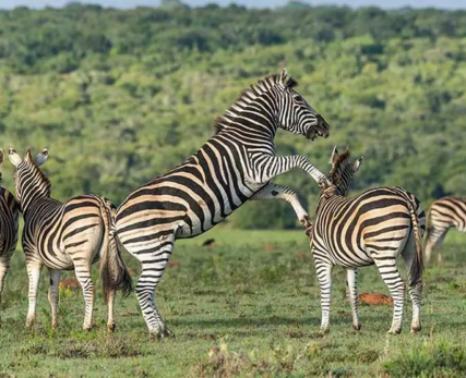 03_Shamwari_Tours-in-South-Africa-1