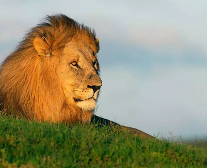 03_Shamwari_Wildlife_Photography_Lens