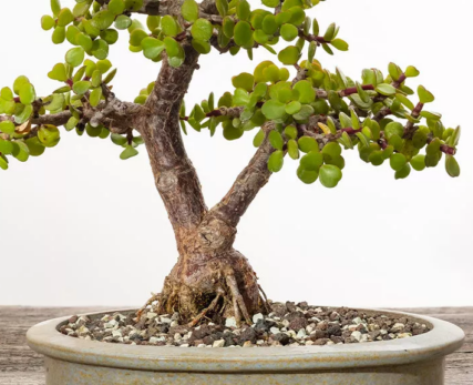 03_Spekboom-bonsai-plant-on-a-wooden-table-1024x576