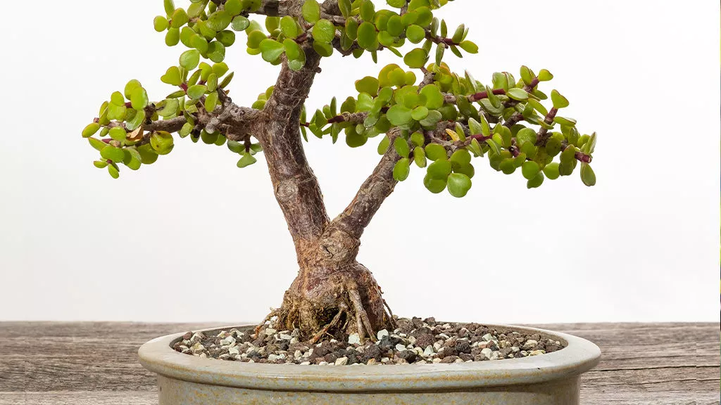 03_Spekboom-bonsai-plant-on-a-wooden-table-1024x576-1.png