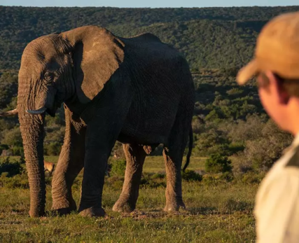 04_A-Shamwari-field-guide-observing-an-elephant-at-a-distance