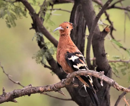 04_An-African-hoopoe-perched-on-a-branch