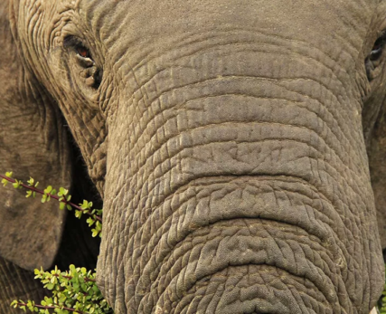 04_Elephant-eating-a-spekboom-plant