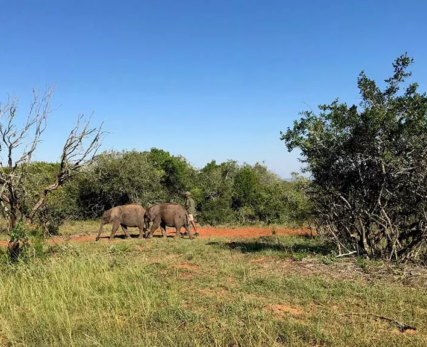 04_Shamwari-Two-orphaned-elephant-calves-strolling-around-together-at-Shamwari-Wildlife-Rehabilitation-Centre