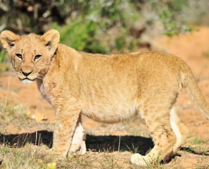 04_Shamwari_African_lion_cub