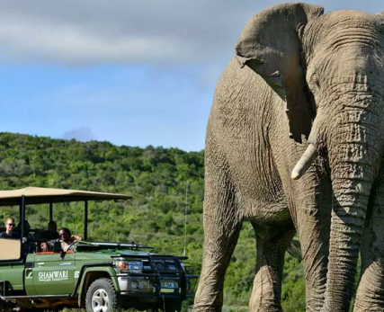 04_Shamwari_Tours-in-South-Africa