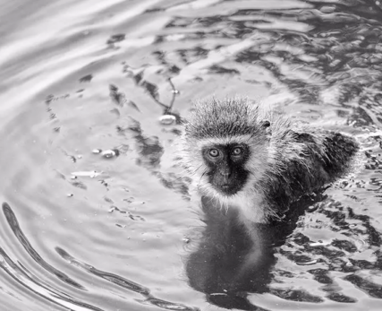 04_Shamwari_Wildlife_Monkey-in-Water