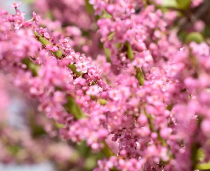 05_Closeup-of-pink-spekboom-flowers