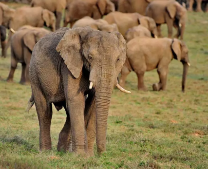 05_Shamwari_African_Elephant