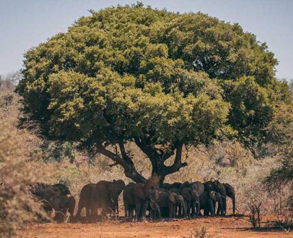 05_Shamwari_IA-herd-of-elephants-underneath-a-marula-tree-1