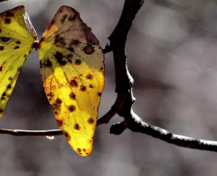 06_Shamwari_A-close-up-of-a-yellowing-mopane-leaf-that-has-a-butterfly-shape