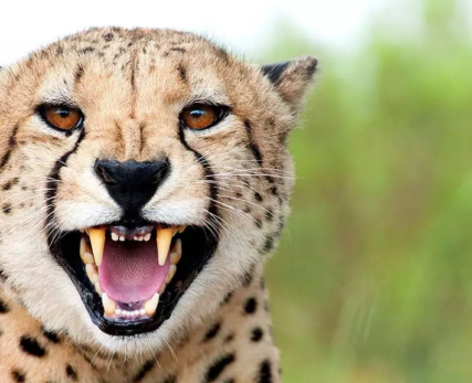 06_Shamwari_Wildlife_Shutterspeed
