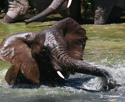 07_Shamwari_African_Baby_Elephant_Swimming