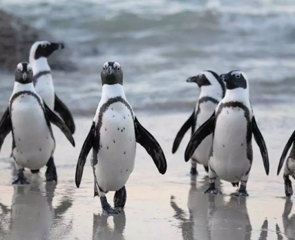 07_Shamwari_Penguin_Boulders_Beach
