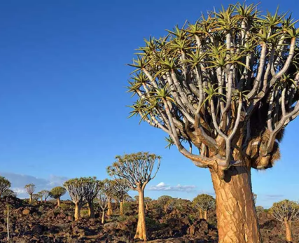 07_Shamwari_Tall-quiver-tree-in-a-rocky-and-dry-region-1