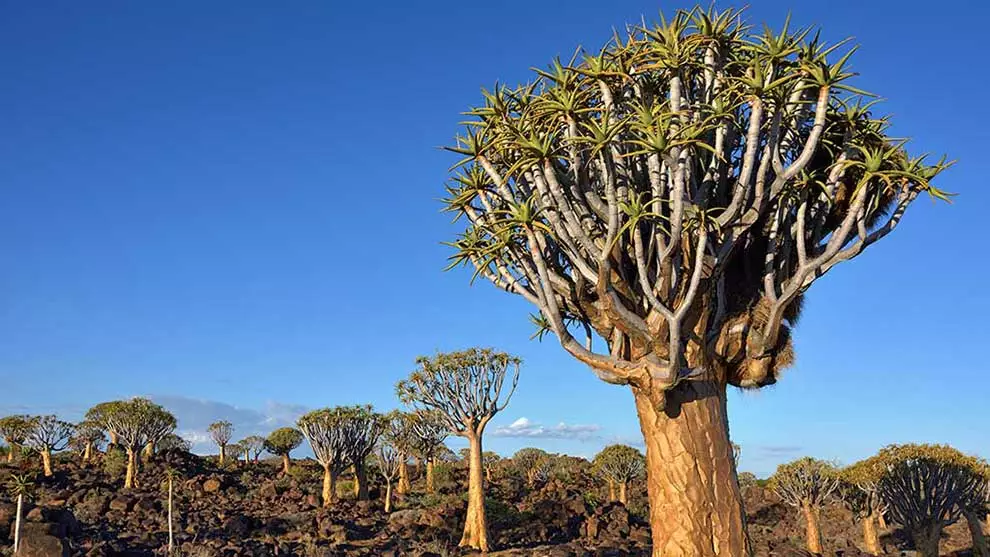 South African Trees: 8 Impressive Must See Trees | Shamwari