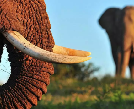 07_Shamwari_Wildlife_Elephant