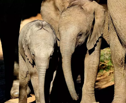 08_Shamwari_AfricanElephantCalves