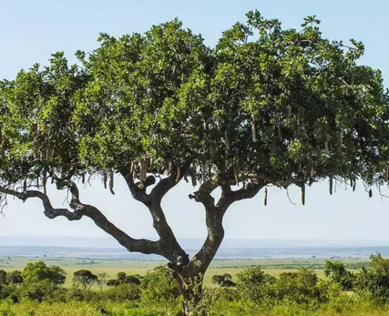 08_Shamwari_Sausage-shaped-fruit-hanging-from-a-sausage-tree-in-south-africa-1