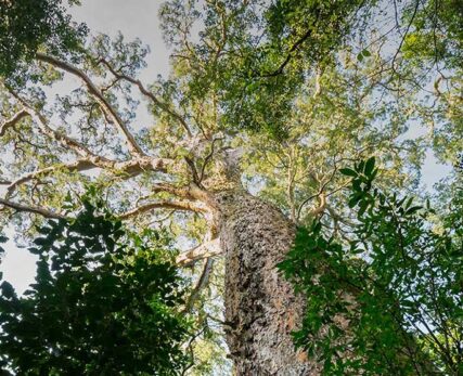 09_Shamwari_A-real-yellowwood-treetowering-over-other-trees-1