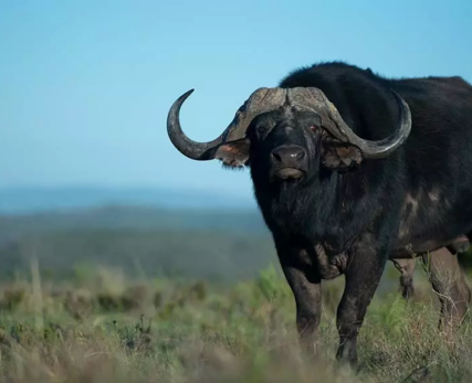 09_Shamwari_AfricanBuffalo